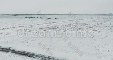 空中野马群冬雪草甸快.. 冬天的范围。 可怜的食物。 野野马。